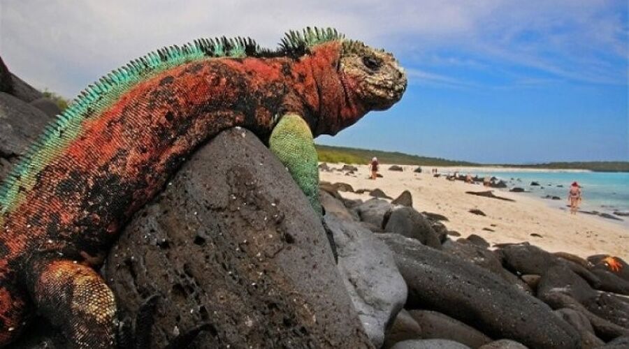 GALAPAGOS EKVADOR KOLOMBIYA TURLARI - 13 GÜN TÜRK HAVAYOLLARI