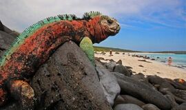 GALAPAGOS EKVADOR KOLOMBIYA TURLARI - 13 GÜN TÜRK HAVAYOLLARI